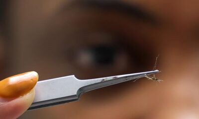 Major study says malaria reinfection creates special immune cells