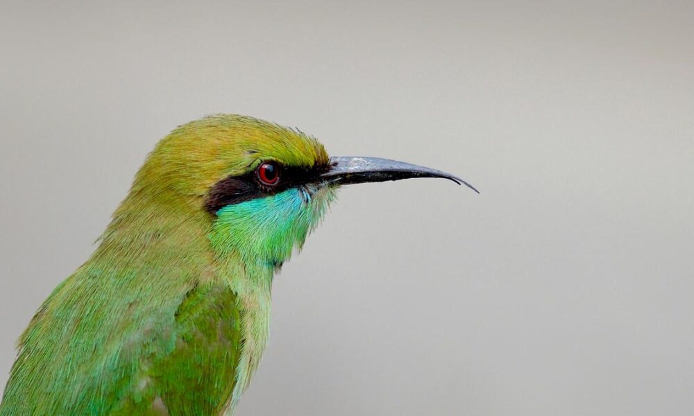 Mathematical rule found to have shaped bird beaks for 200 million years 