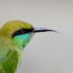 Mathematical rule found to have shaped bird beaks for 200 million years 