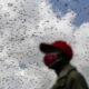 New model finds locusts making complex decisions in deadly swarms