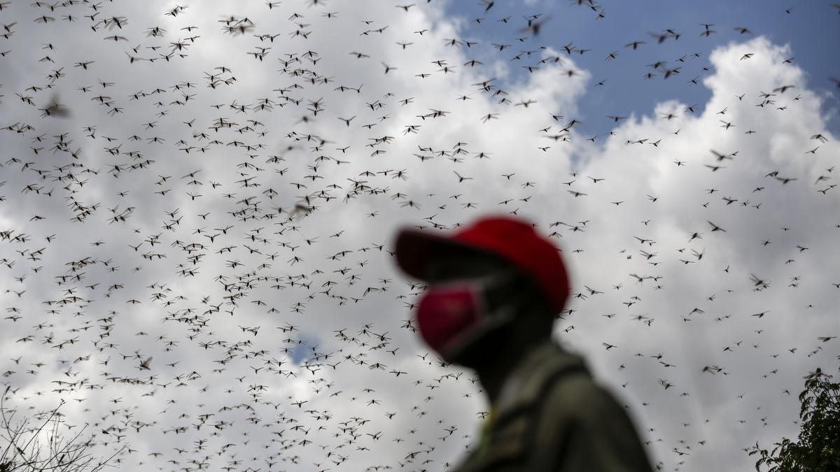 New model finds locusts making complex decisions in deadly swarms