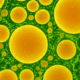 Not just DNA, proteins: CCMB team finds lipids also guide evolution