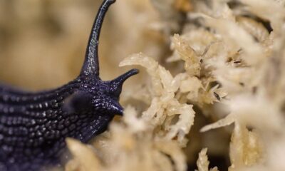 Rare New Zealand snail filmed laying an egg from its neck for first time