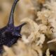 Rare New Zealand snail filmed laying an egg from its neck for first time