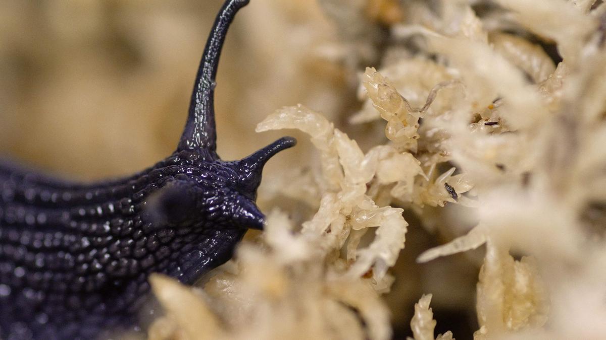 Rare New Zealand snail filmed laying an egg from its neck for first time