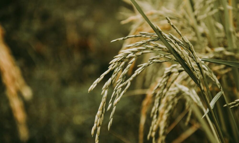 Scientists create first ‘pangenome’ of Asian rice