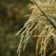 Scientists create first ‘pangenome’ of Asian rice