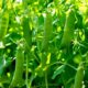 Scientists finally solve the 160-year-old problem of Mendel’s peas
