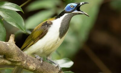 Successful urban birds sport different colours from unsuccessful ones