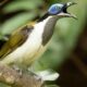 Successful urban birds sport different colours from unsuccessful ones