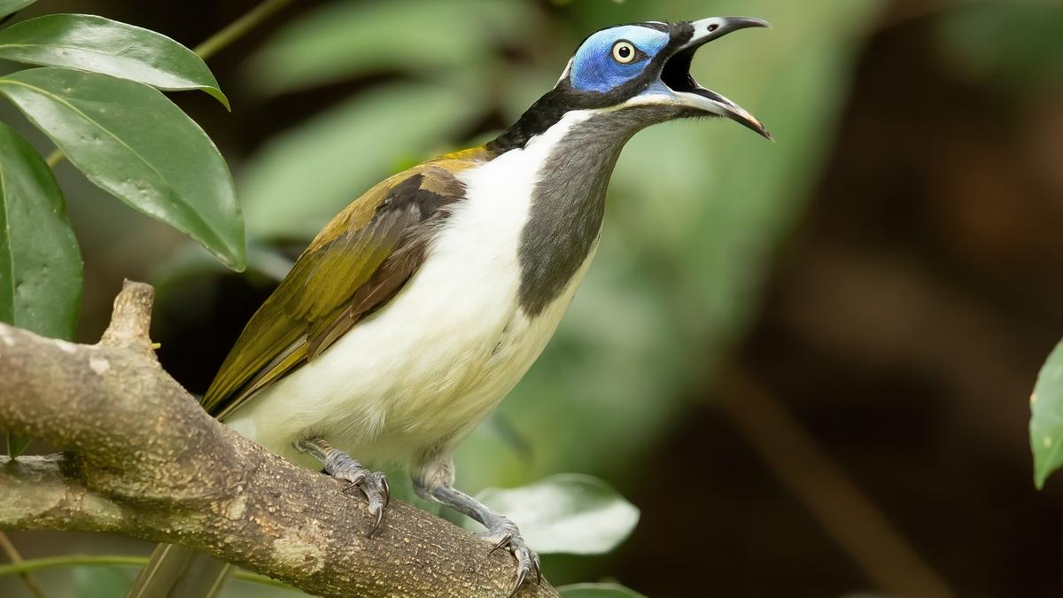 Successful urban birds sport different colours from unsuccessful ones