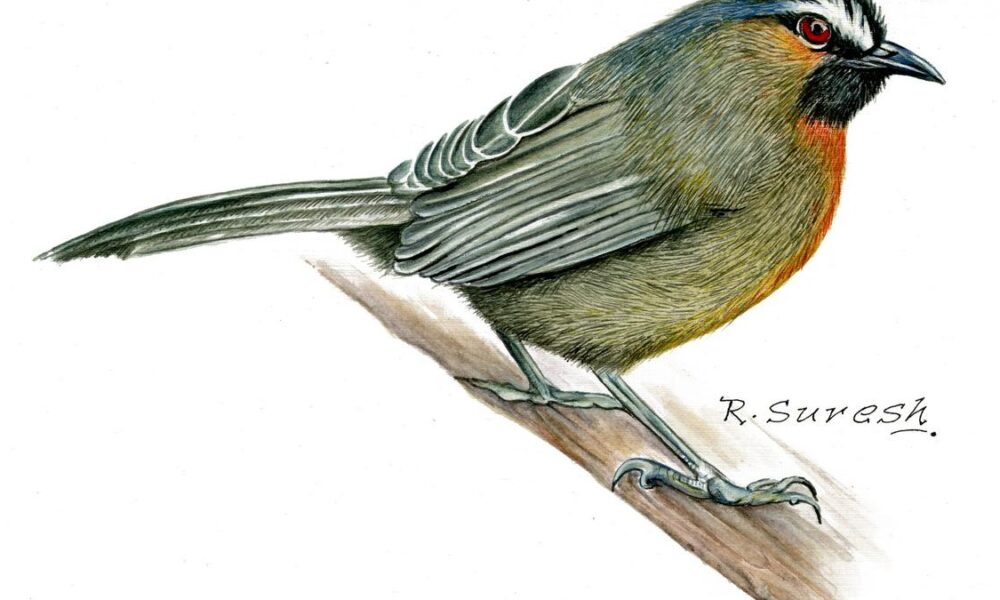 This botanical illustrator is charting the endemic and endangered species of the Western Ghats, one brushstroke at a time