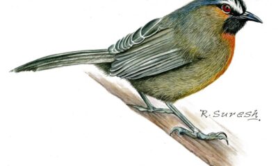 This botanical illustrator is charting the endemic and endangered species of the Western Ghats, one brushstroke at a time