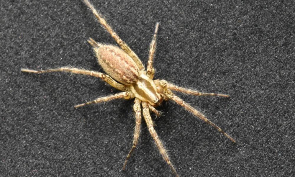 Urban spider found building soundproof webs to keep noise out