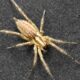 Urban spider found building soundproof webs to keep noise out