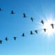 Why do birds fly in V shape?