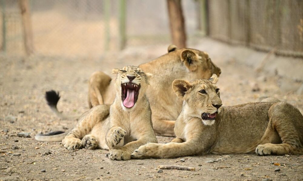 Why is a growing lion population a worry as well? | Explained