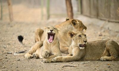 Why is a growing lion population a worry as well? | Explained