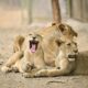 Why is a growing lion population a worry as well? | Explained