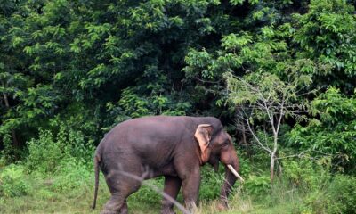 Coal mining in Odisha may turn out catastrophic for elephants, WII study says