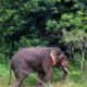 Coal mining in Odisha may turn out catastrophic for elephants, WII study says