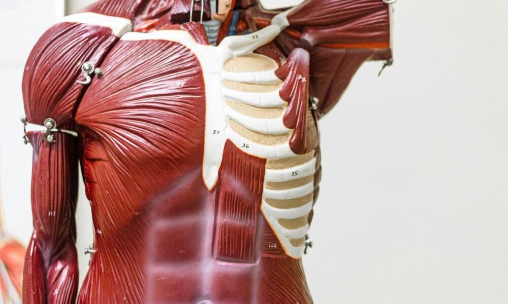 Common molecule offers clue to making old muscles young again