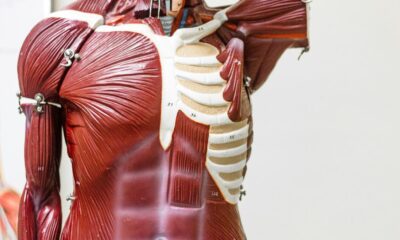 Common molecule offers clue to making old muscles young again