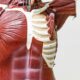 Common molecule offers clue to making old muscles young again