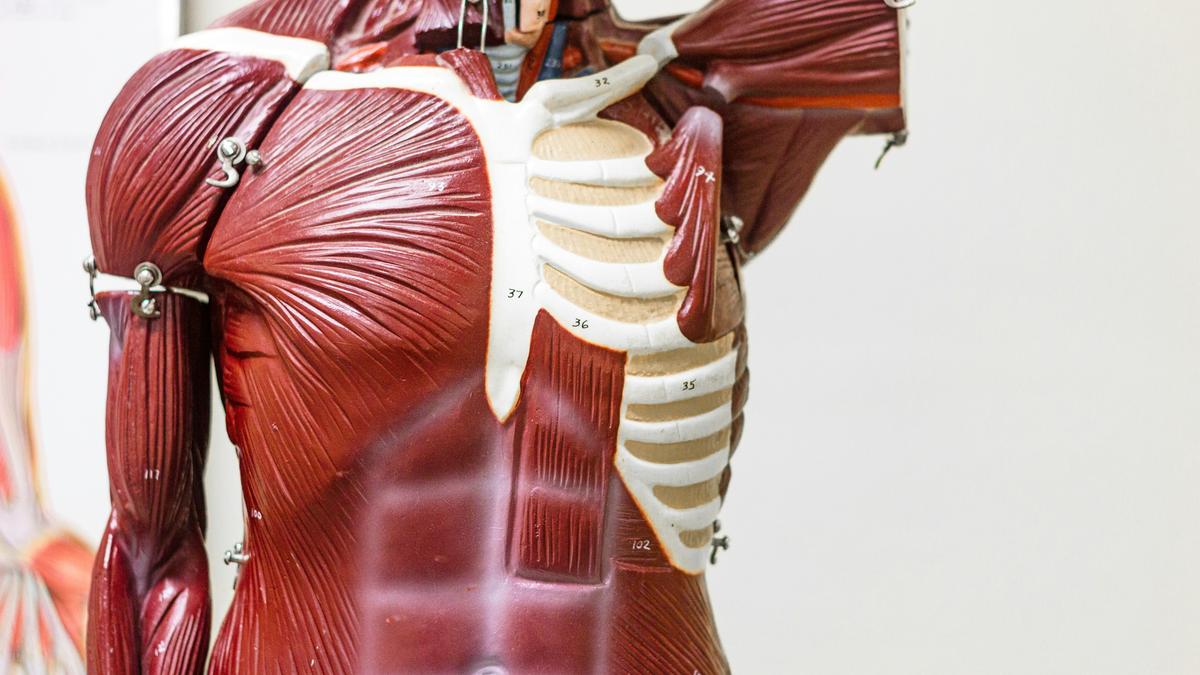 Common molecule offers clue to making old muscles young again