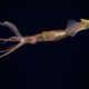Digital fossil-mining finally reveals origin of squids