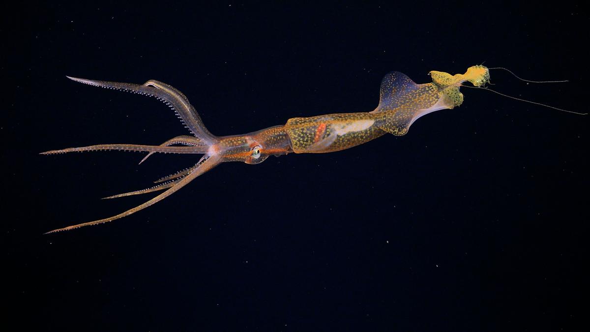 Digital fossil-mining finally reveals origin of squids