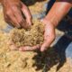 Fighting antimicrobial resistance with insect-based livestock feed