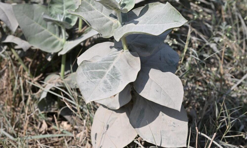 How crushed stone could help fight climate change