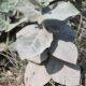 How crushed stone could help fight climate change
