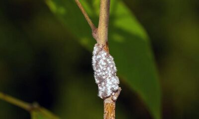 IISc researchers unravel the mystery behind how lac insect produces pigment