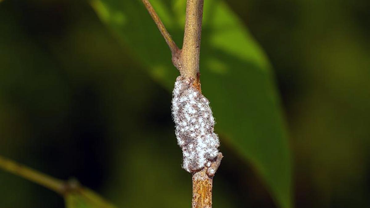 IISc researchers unravel the mystery behind how lac insect produces pigment