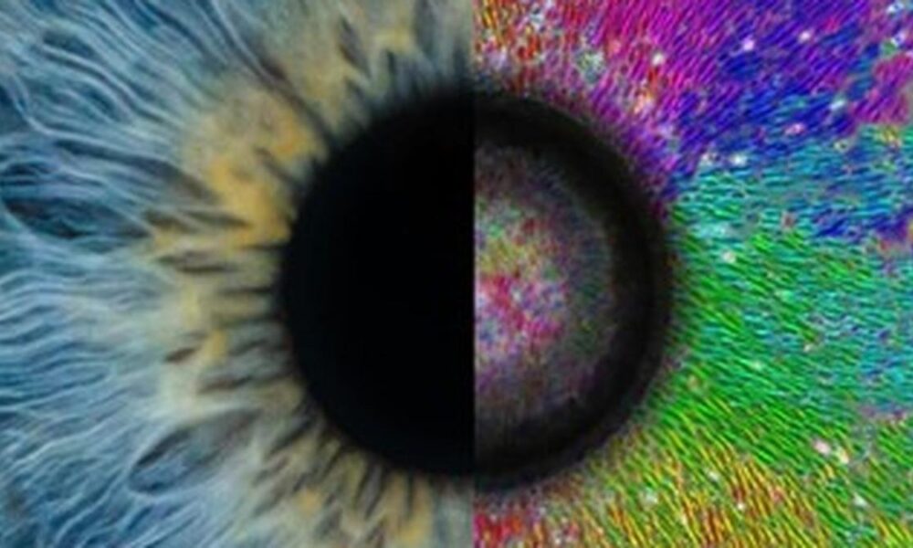 IIT Bombay researchers uncover the role of invisible mechanical cues in tissue organisation 