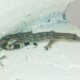 New species of gecko endemic to Western Ghats discovered in Coonoor