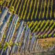 Noble rot, the alchemist of wines, is setting fungal biology abuzz