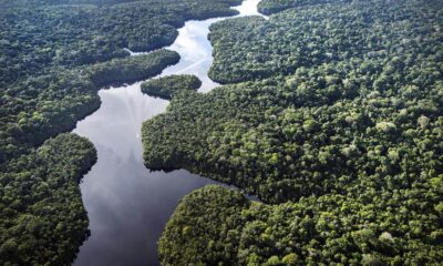 Rainforests: The lungs that keep earth breathing