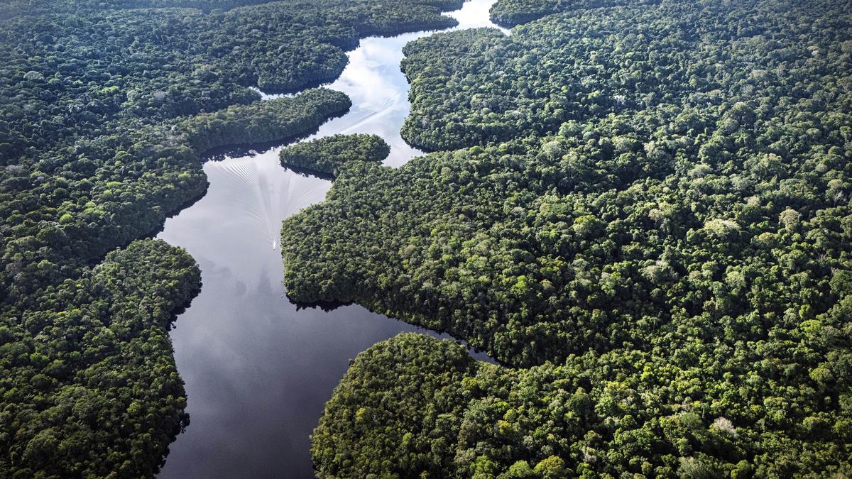 Rainforests: The lungs that keep earth breathing