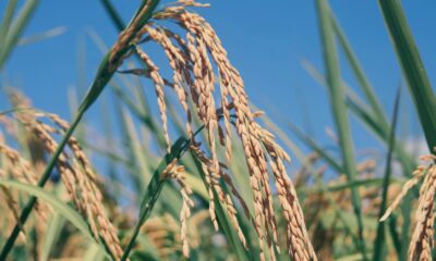 Rice reveals surprise ability to adapt to cold faster than evolution