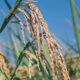 Rice reveals surprise ability to adapt to cold faster than evolution