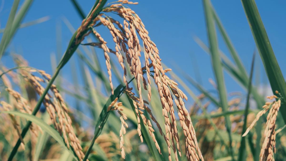 Rice reveals surprise ability to adapt to cold faster than evolution