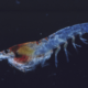 Science for all: Krill don’t have jet lag, thanks to their circadian rhythm