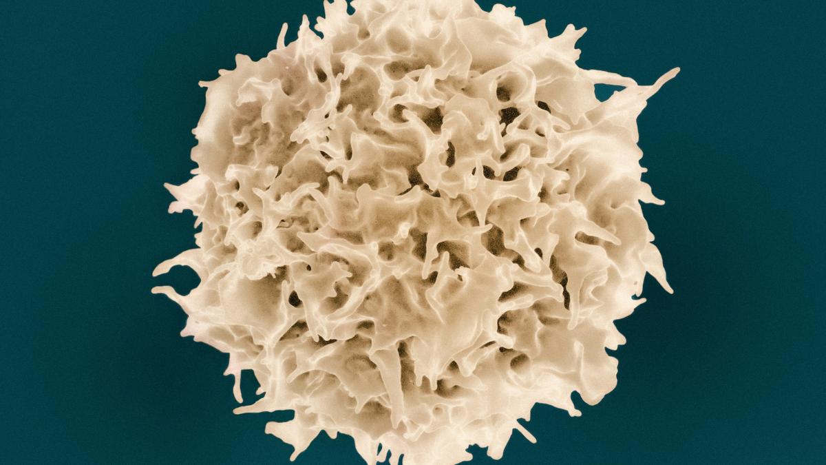 Technique to make CAR T-cells in vivo could transform cancer care