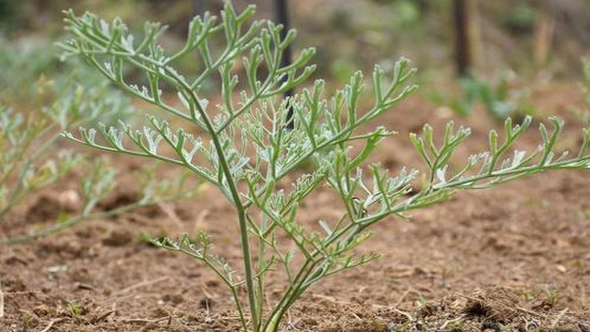 The story of how heeng came to be successfully cultivated in India