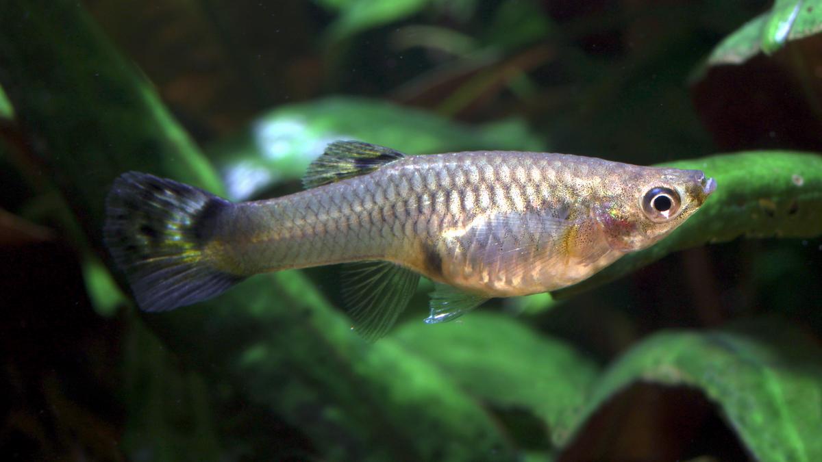 Trade tariffs close borders but may open doors to invasive alien species