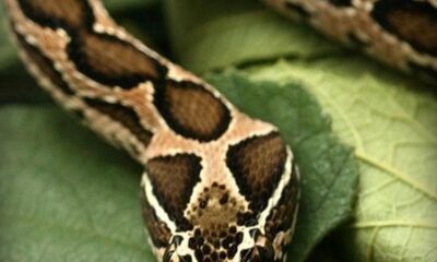 Two existing drugs offer hope to cure Russell’s viper bites