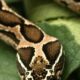 Two existing drugs offer hope to cure Russell’s viper bites